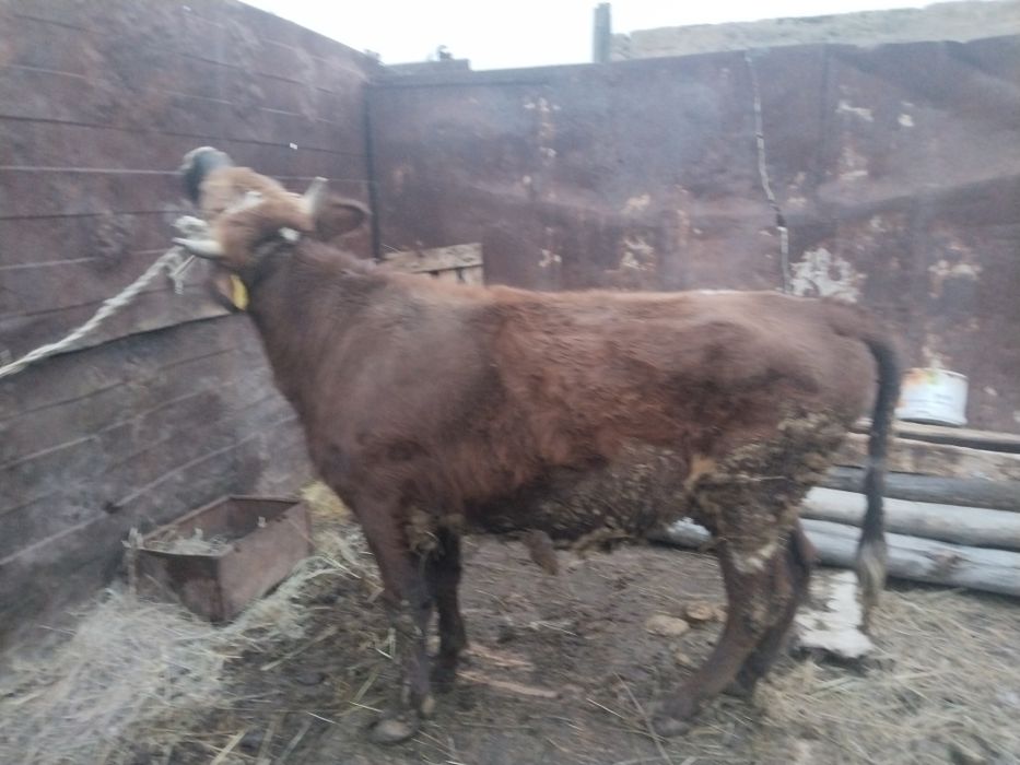 Продаётся бычок 1,5лет