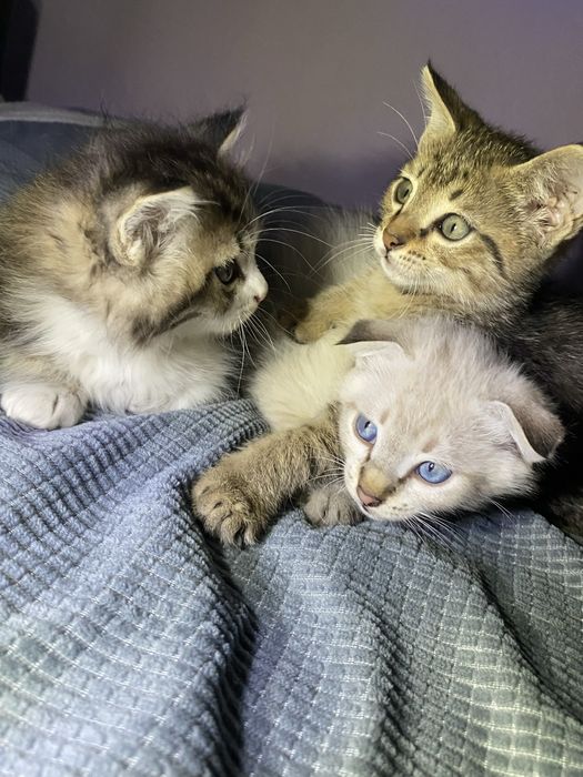 Котята в добрые руки
