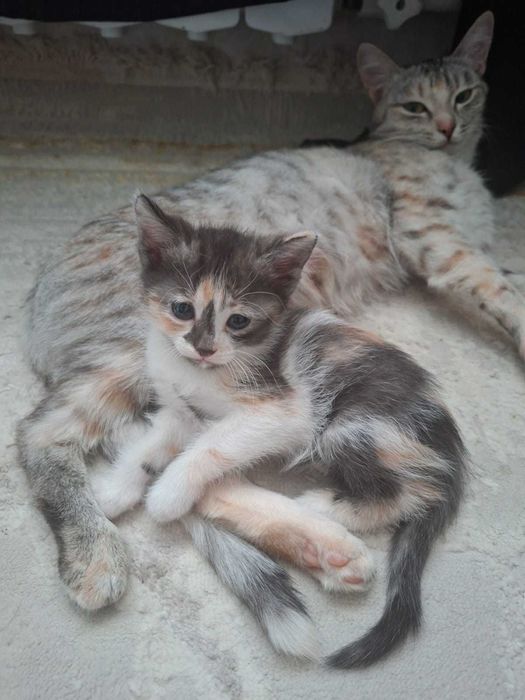 Отдам котят в добрые руки