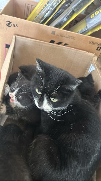 отдам котят и молодую кошечку можно по отдельности котятам месяц