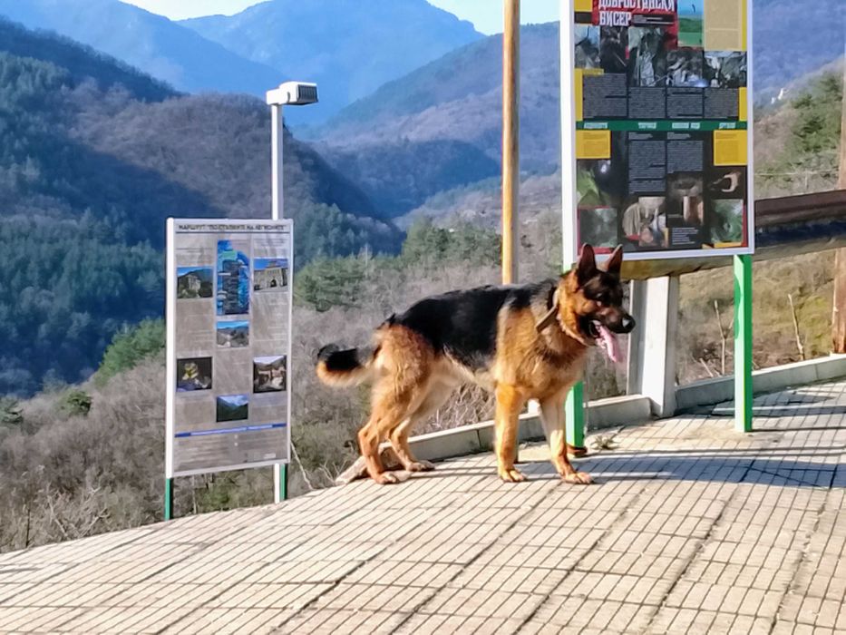 Немска Овчарка много едър представител мъжка