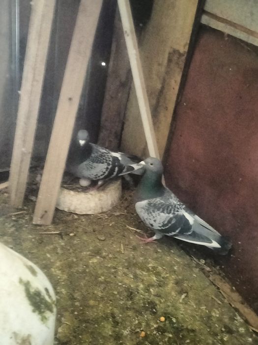 Porumbei voiajori de vânzare