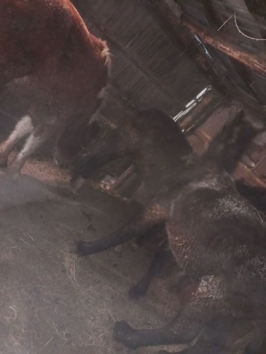 Продам  жеребят!