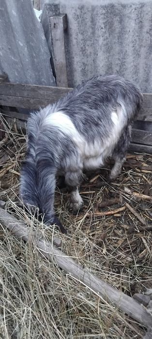 Disponibile capre și oi