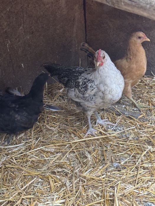 Vând puicuțe de rasă (Marans, Fayoumi, metiși), sănătoase, crescute la curte. Preț: 60 lei/bucata. Ridicare personală din Drobeta-Turnu Severin.