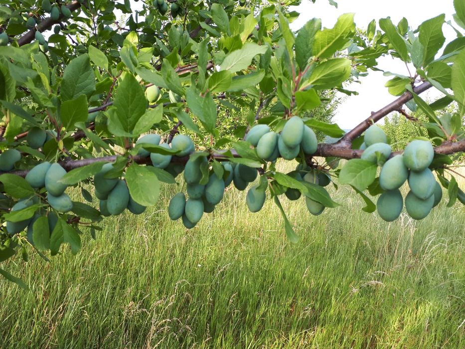 Продава се Сливова овощна градина