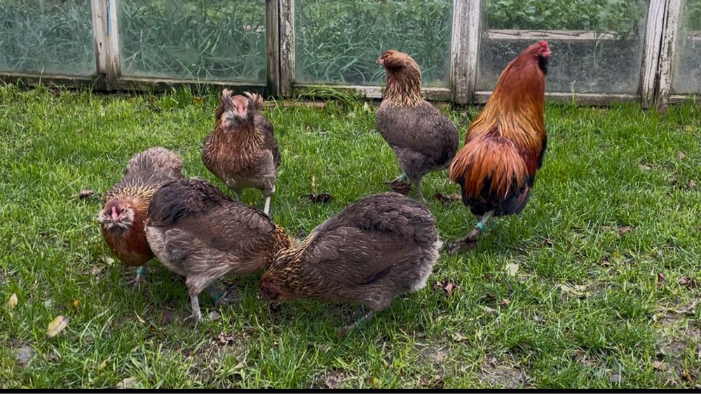 Oua Gaini Araucana -gat auriu ( oua verzi )