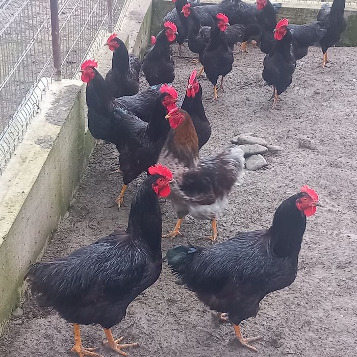 Disponibil această rasă de găini Rhodi șlam.