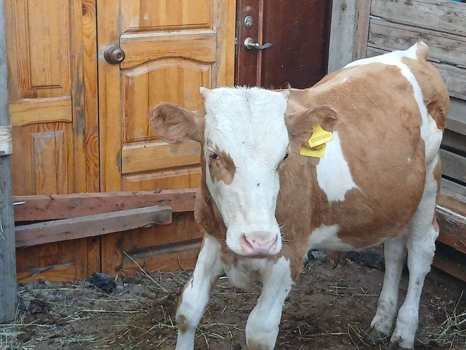 Продам 2 бычка 7-8 МЕСЯЦЕВ