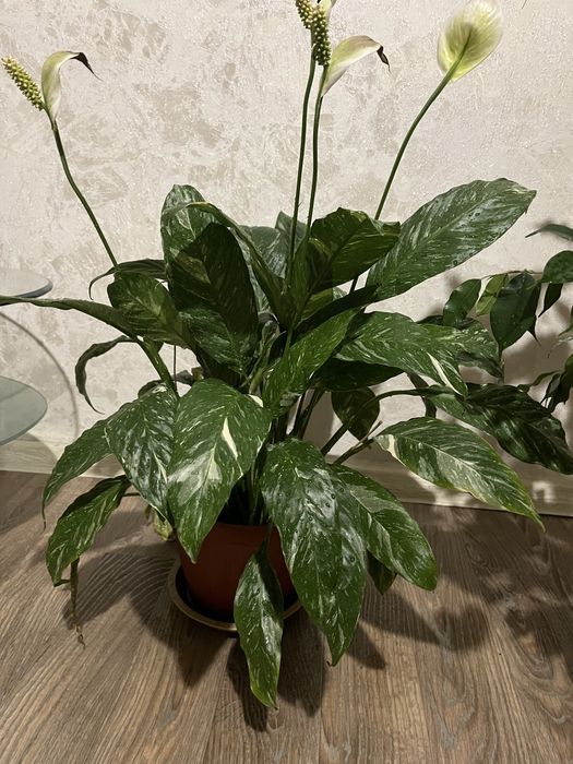 Спатифиллум женское счастье