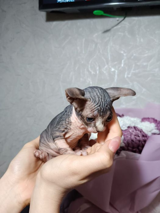 Канадские котята сфинкс