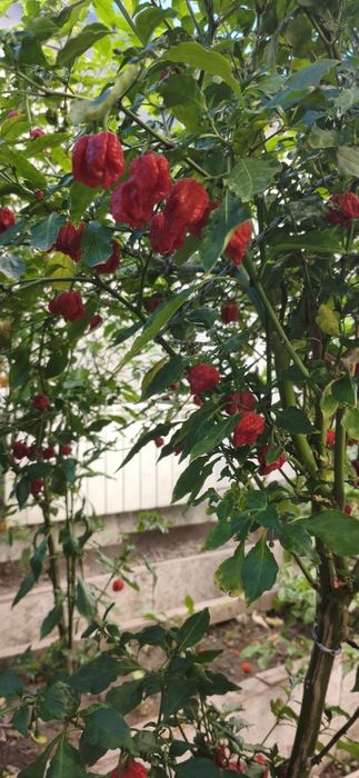 Продам перец Каролина Рипер