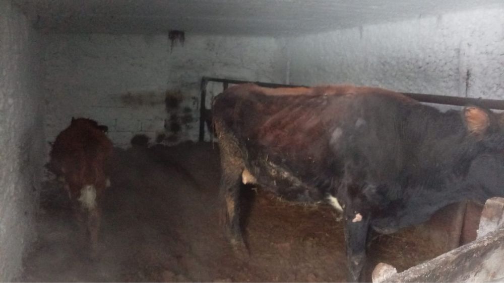 Продам корову с теленком