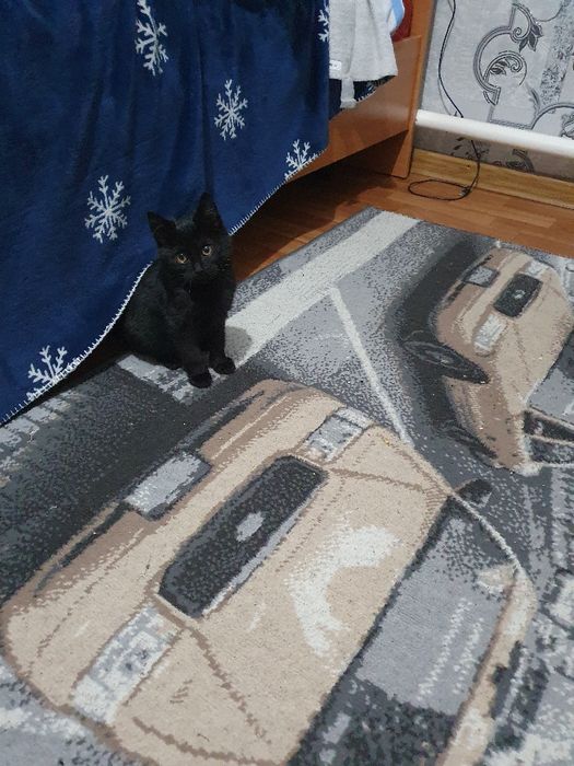 Котёнок,  малая девочка