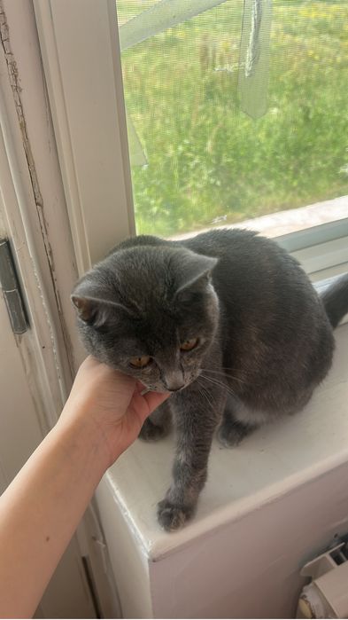 Отдам кота , бесплатно