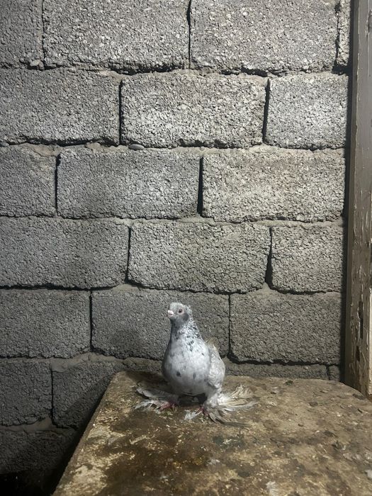 Продаю узбеки здоровья вся птица