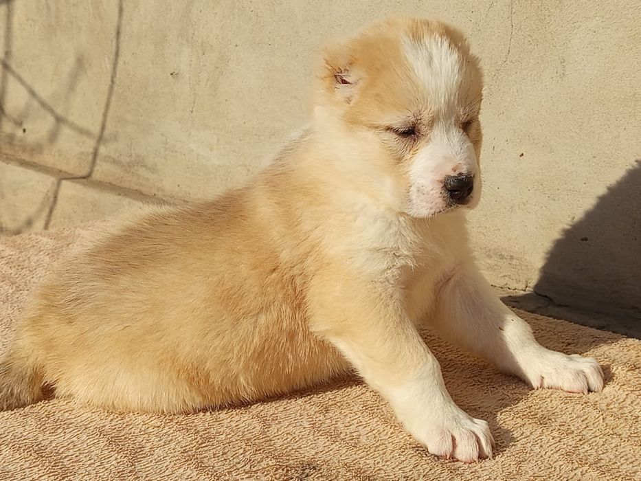 Щенки САО Алабай