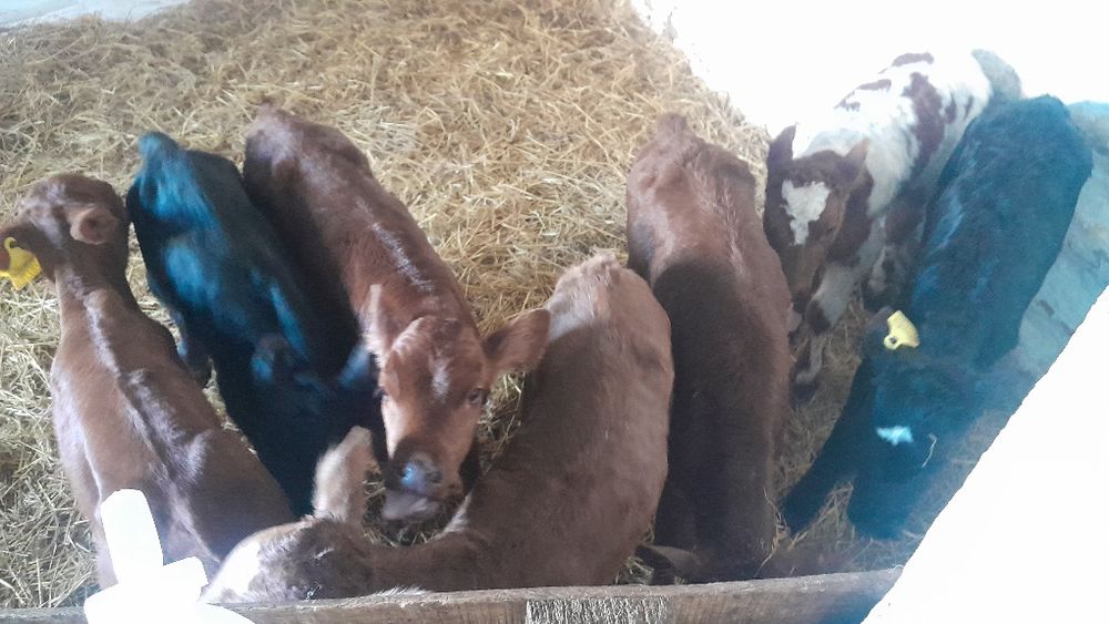 Продам телята  разные