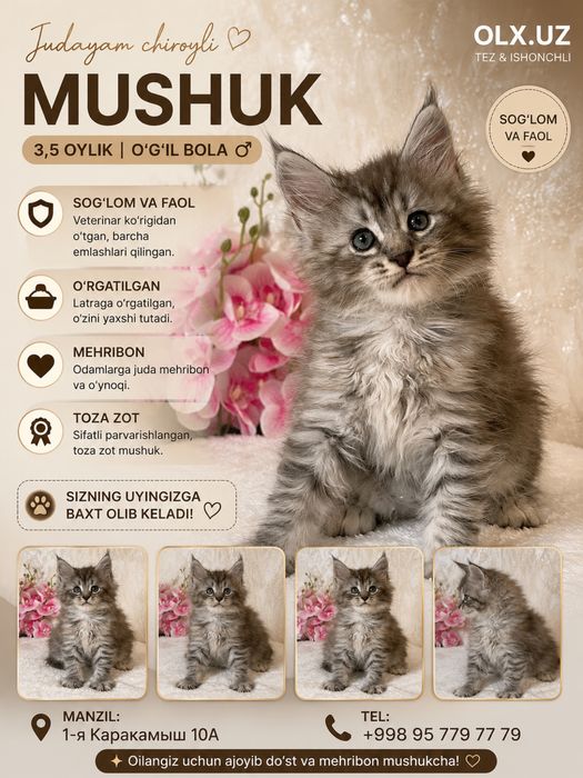Maine Coon Mushukchasi Sotiladi