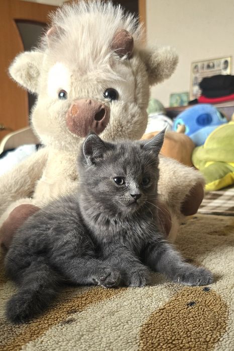 Продам породистого котёнка, в добрые руки.