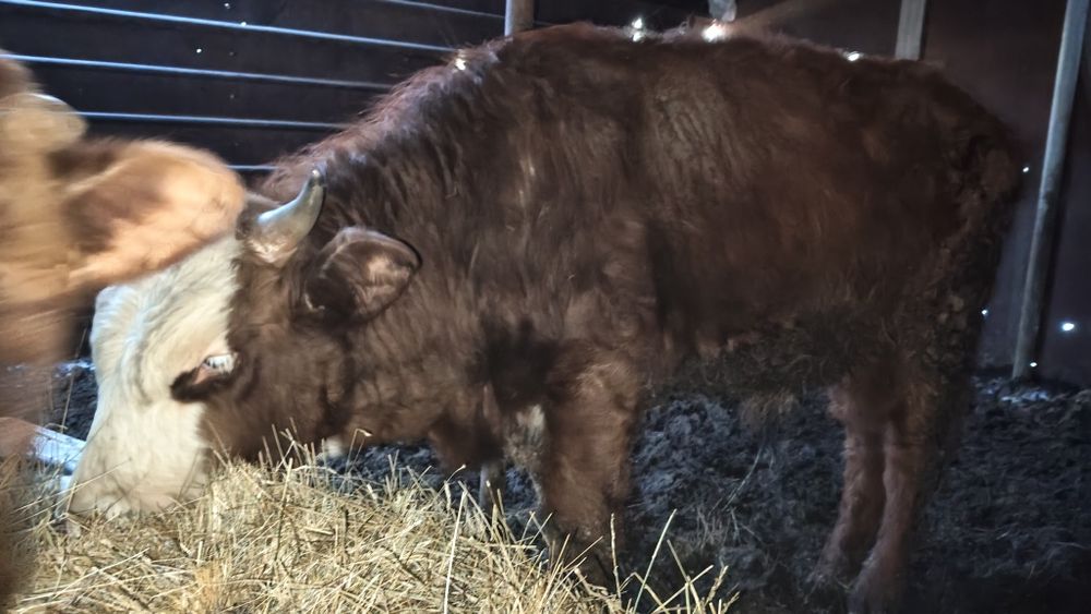 Продам бычка, откорм