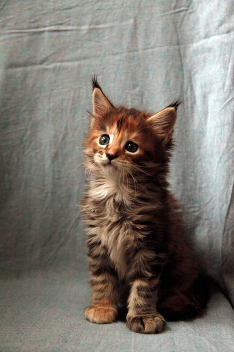 Продаются котята мейн-кун