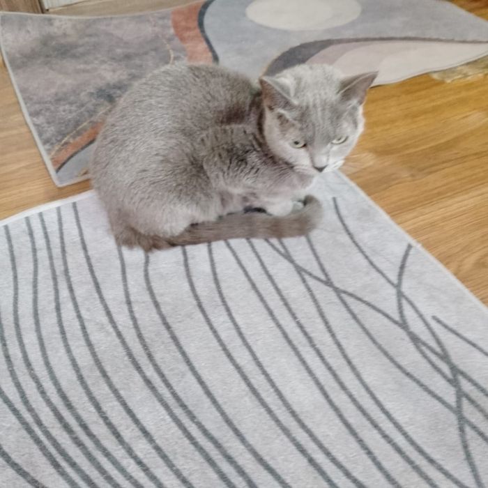 Срочно отдам котят 3 мес