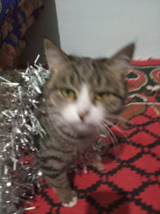 Mushuk ismi momuqvoy