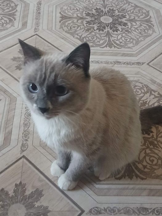 Дарю кастрированого кота