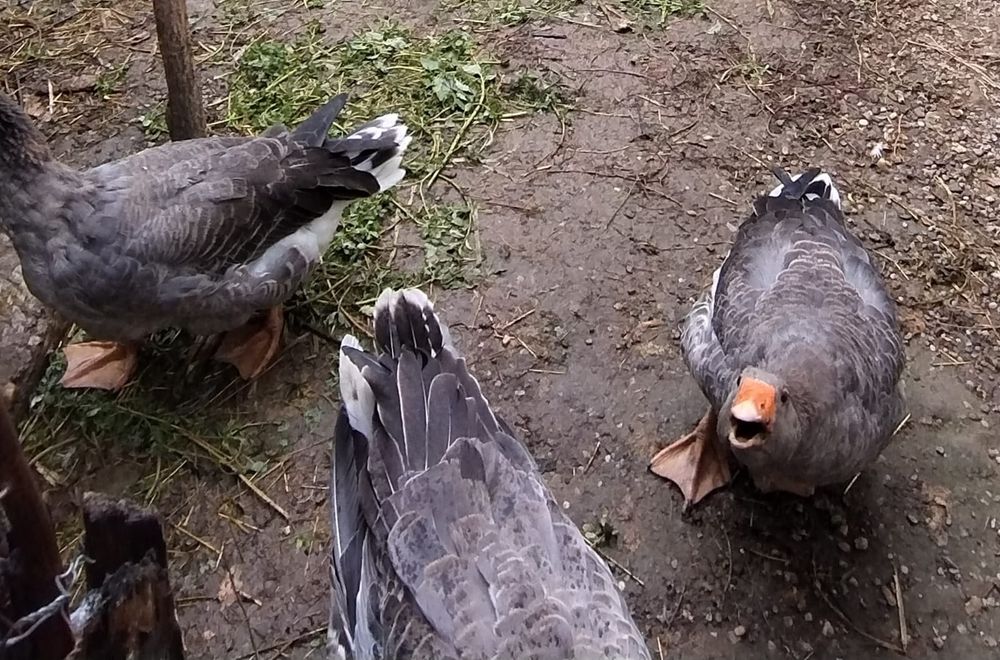 Vând gâște toulouse