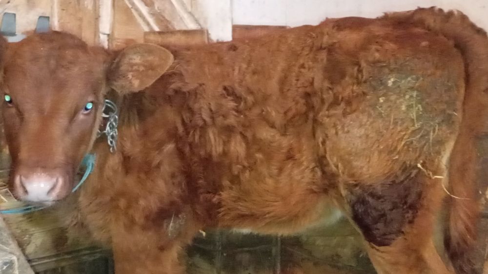 Vând tăuraș bălțat și vițică Angus de 2 luni