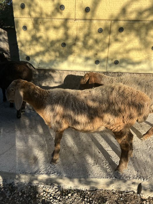 Овца арашан хорошын