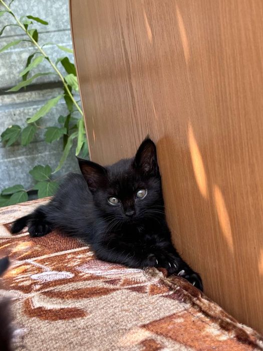срочно отдам котят