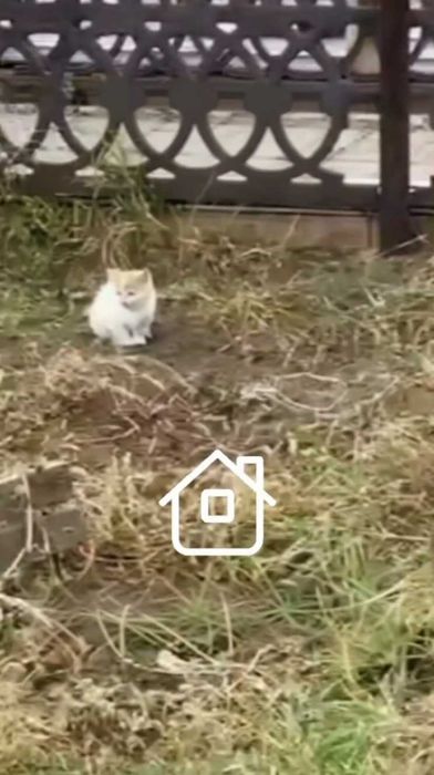 Ищем дом котятам!