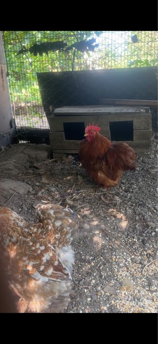 Продам пару карликовых кохинхинов