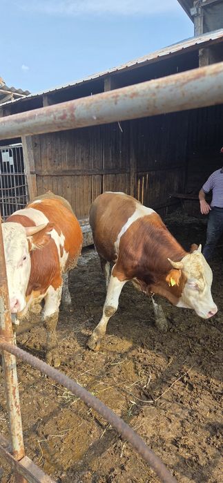 Vând 2 tauri de 300 400 kg