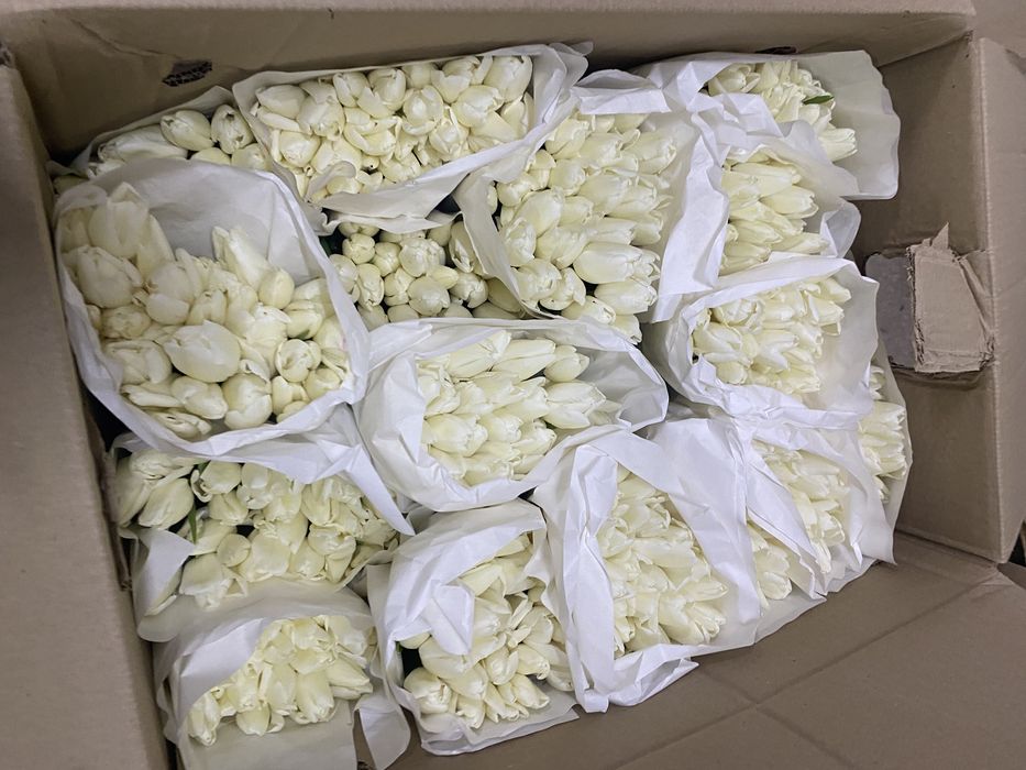 голландские тюльпаны по 450