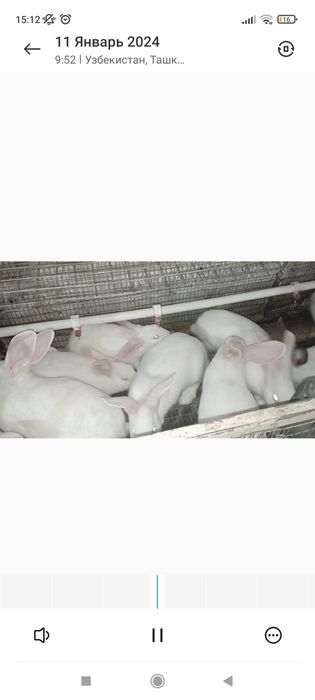 Кролики породы  ХИКОЛЬ. Хикол куен сотилади. Суйилгани хам бор