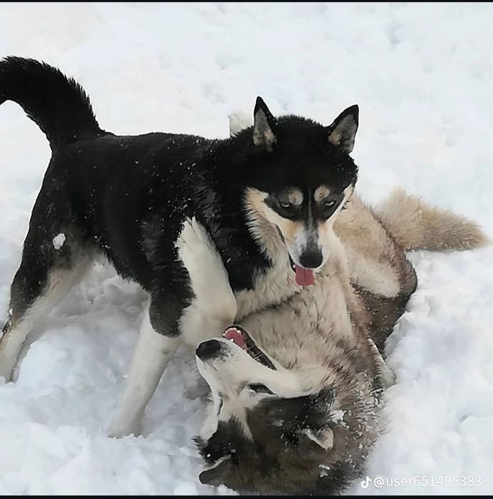 Щеночки Себирской хаски