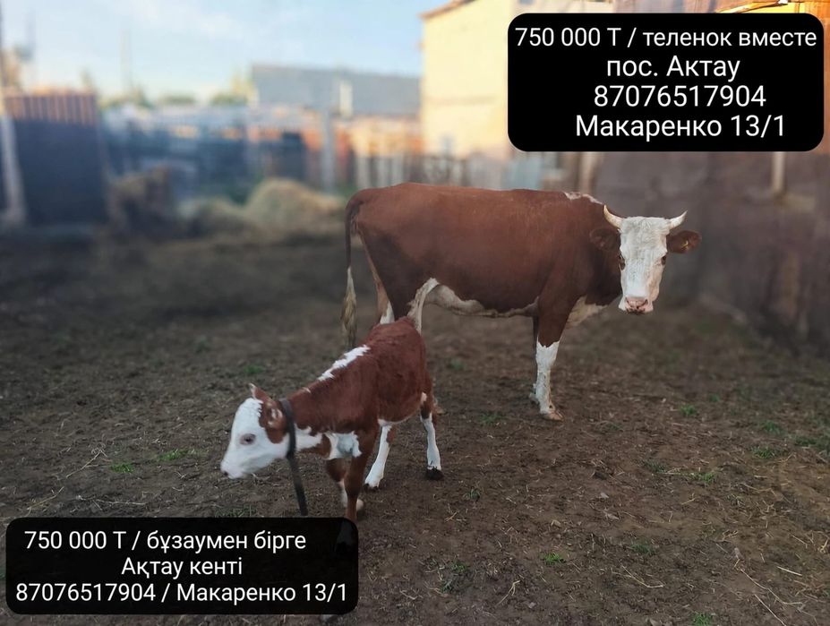Продам корову первый род