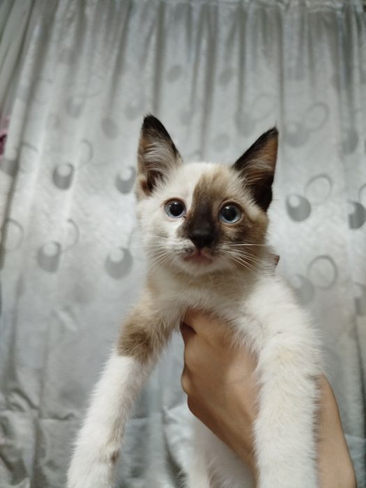 Продаём котёнка,