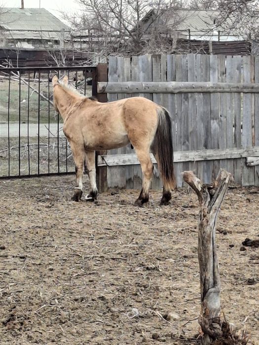 Айгырлыкка 3 жасар кунан сатылады мугалжар