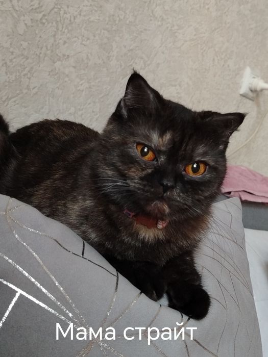 Британские котята