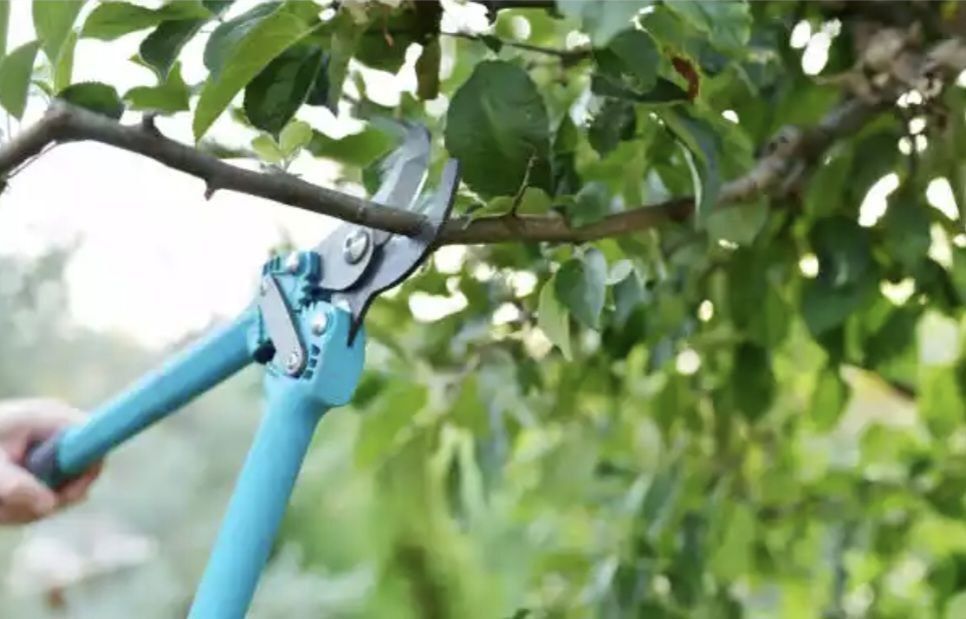 Мевалий дарахларни кесиб  шакил  бериш . Обрезка  дерево