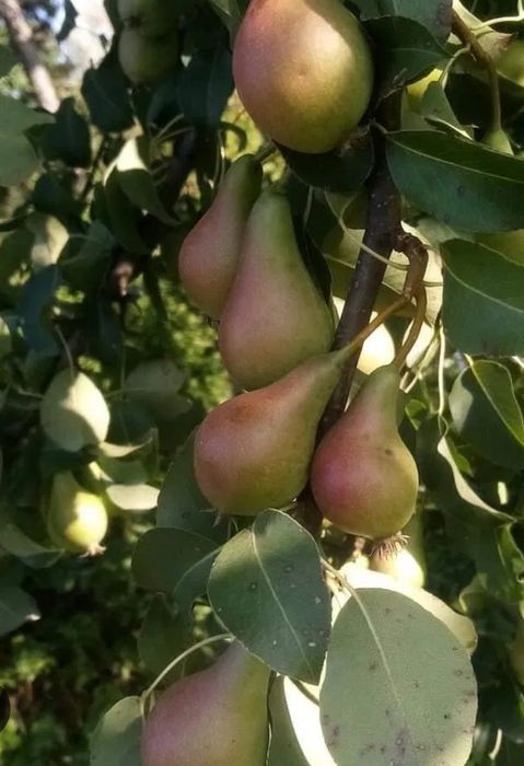 Pomi Pitici Dwarf ( PĂR )