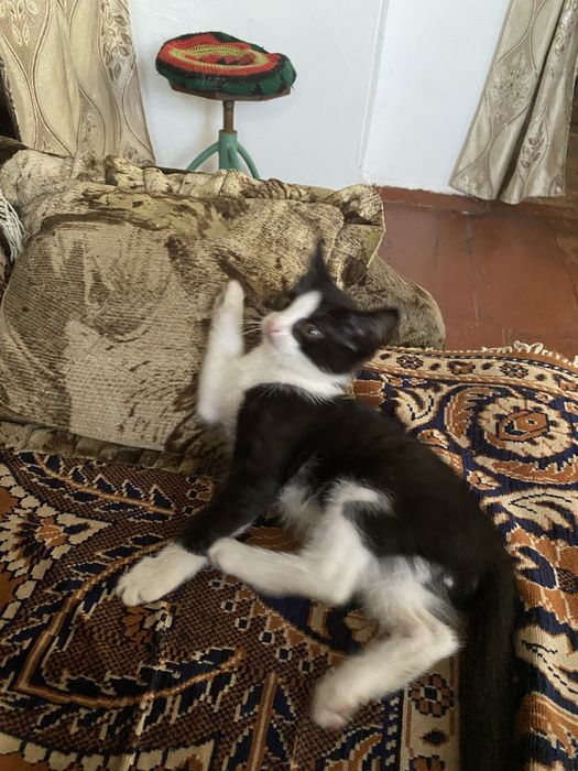 Отдам котят в хорошие руки
