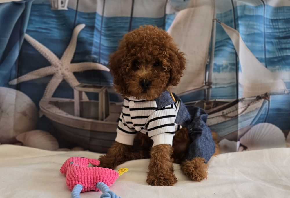 Пудел той  Poodle toy с родословие