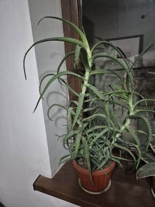Продам алоэ столетник