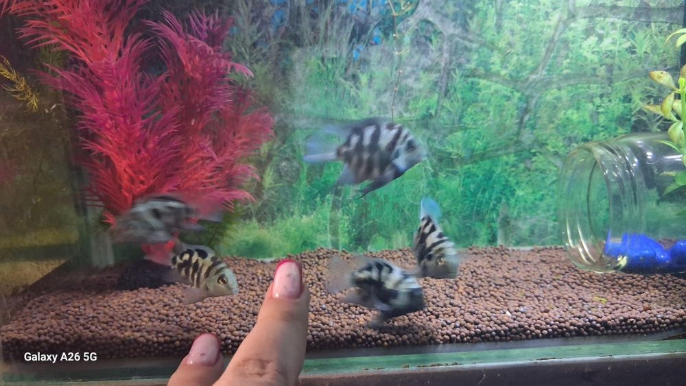 Сапфировые попугайчики