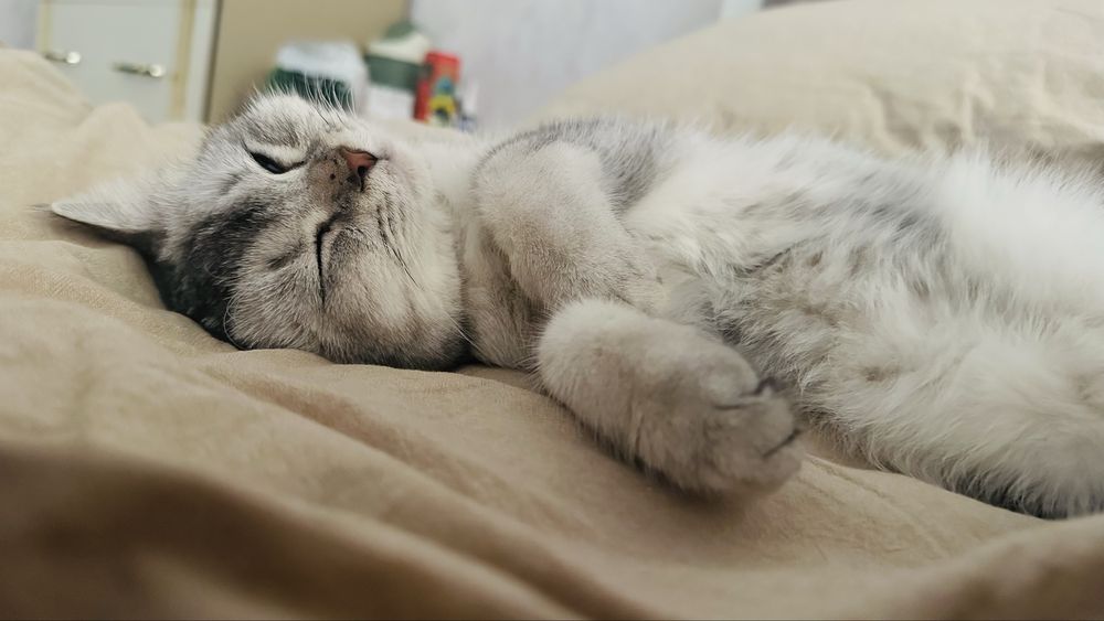 Britanskiy shinshilla